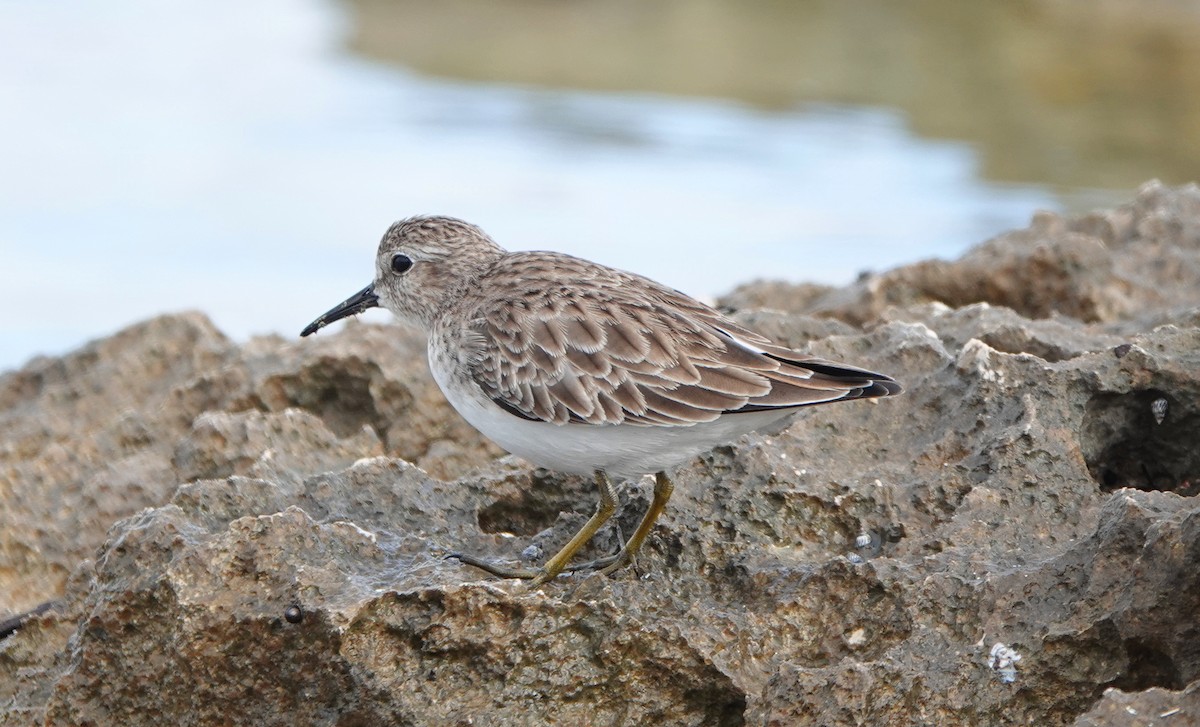 Least Sandpiper - ML646338193