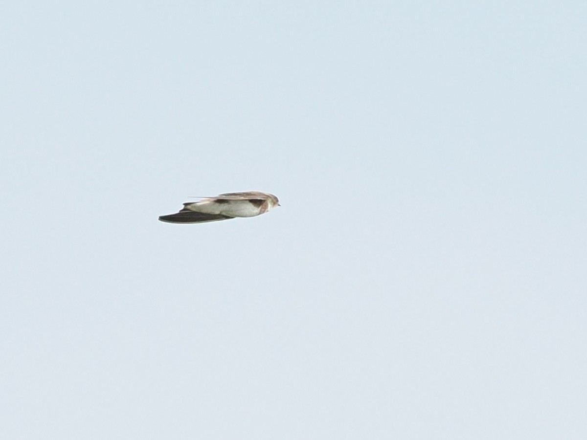 Bank Swallow - ML646338196