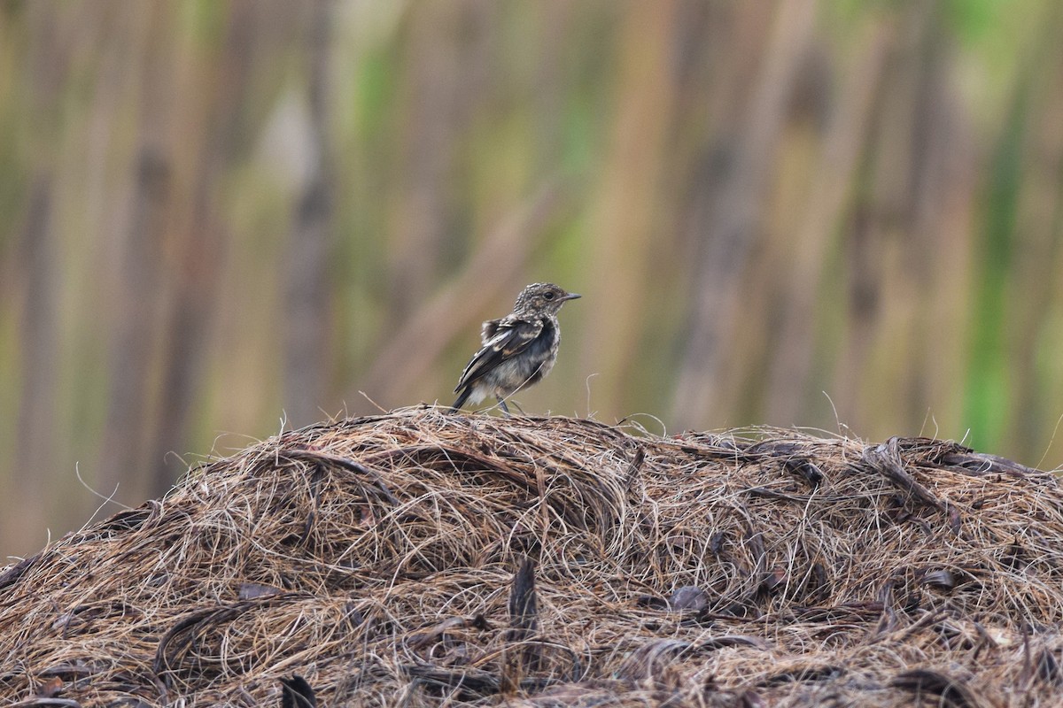 白斑黑石䳭 - ML646338197