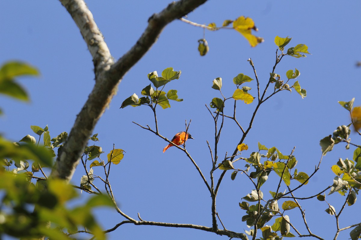 長尾山椒鳥 - ML646338198