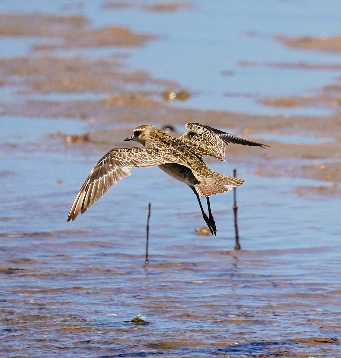 太平洋金斑鴴 - ML646338200