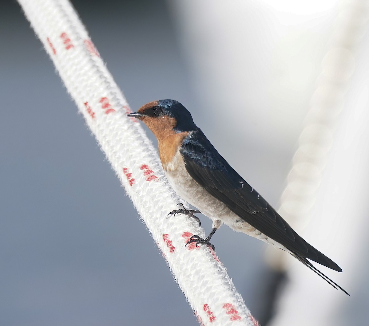 Welcome Swallow - ML646338201