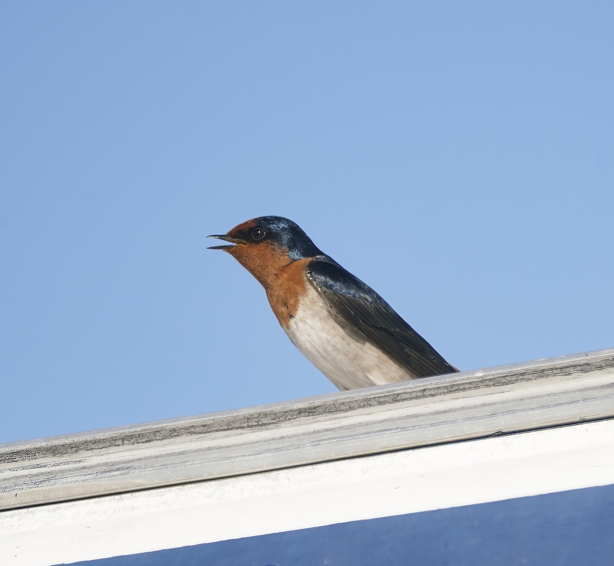 Welcome Swallow - ML646338202