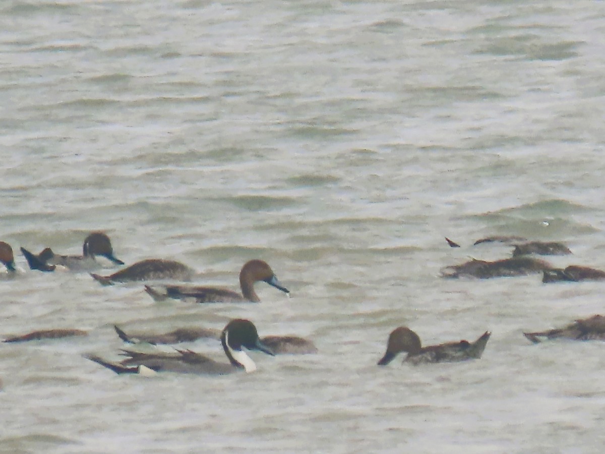 尖尾鴨 - ML646338204