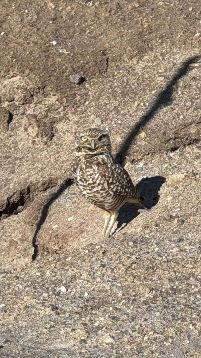 Burrowing Owl - ML646338206