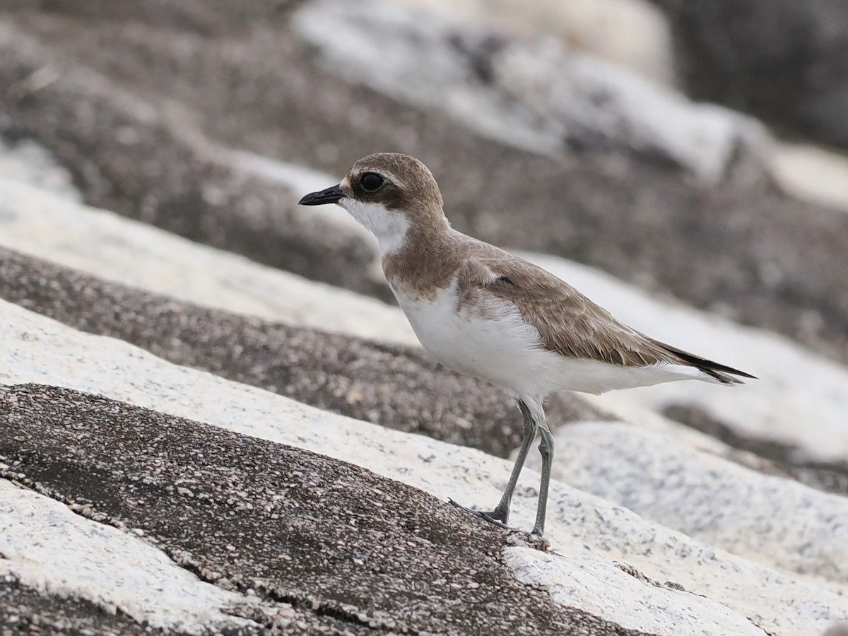 Tibetan Sand-Plover - ML646338207