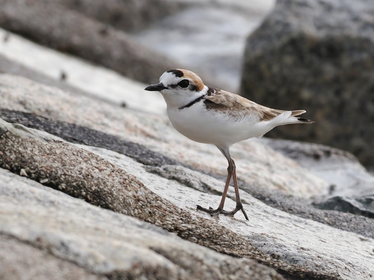 Malaysian Plover - ML646338208
