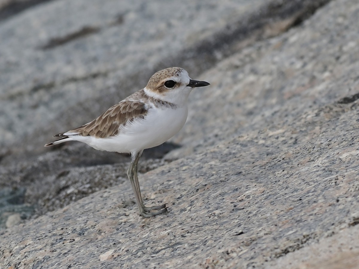 Malaysian Plover - ML646338210