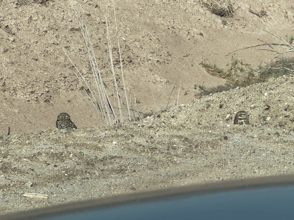 Burrowing Owl - ML646338211