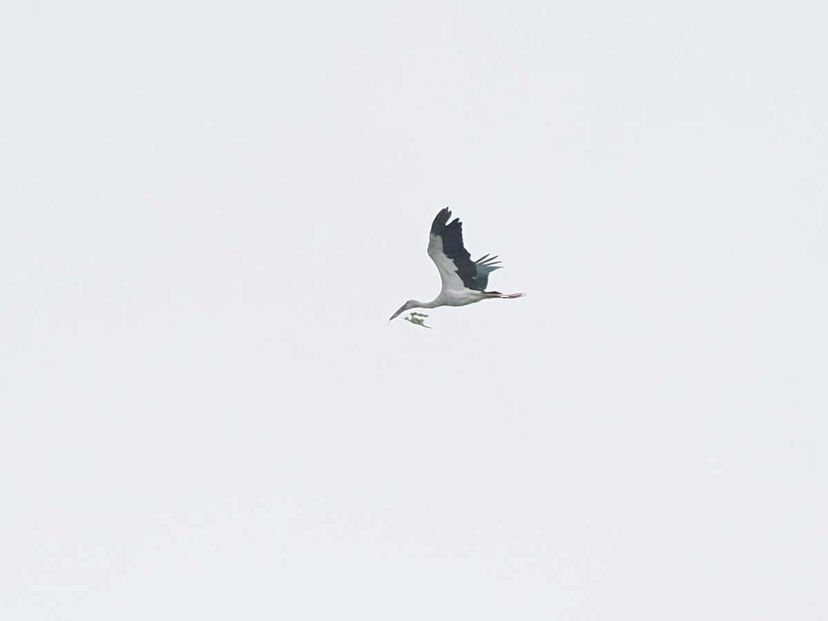 Asian Openbill - ML646338212