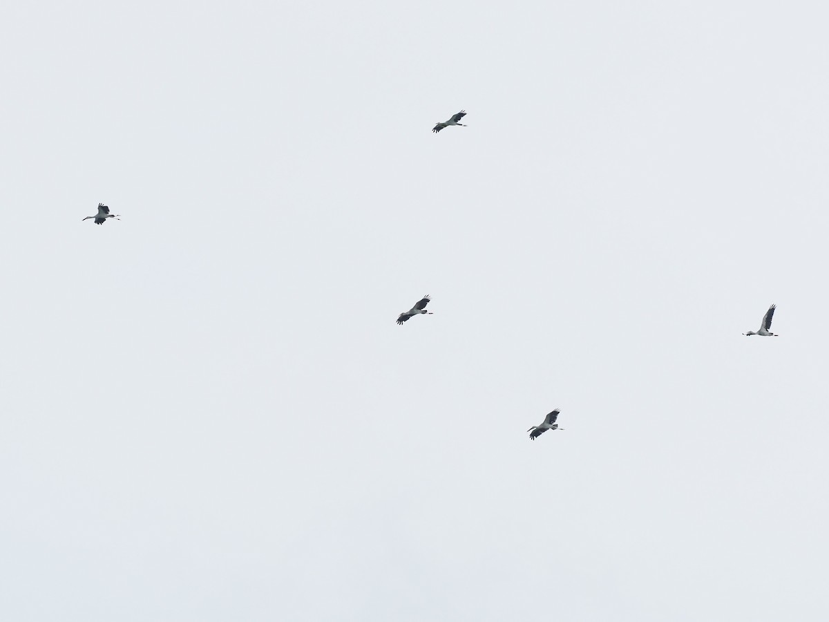 Asian Openbill - ML646338214