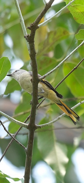 Small Minivet - ML646338215