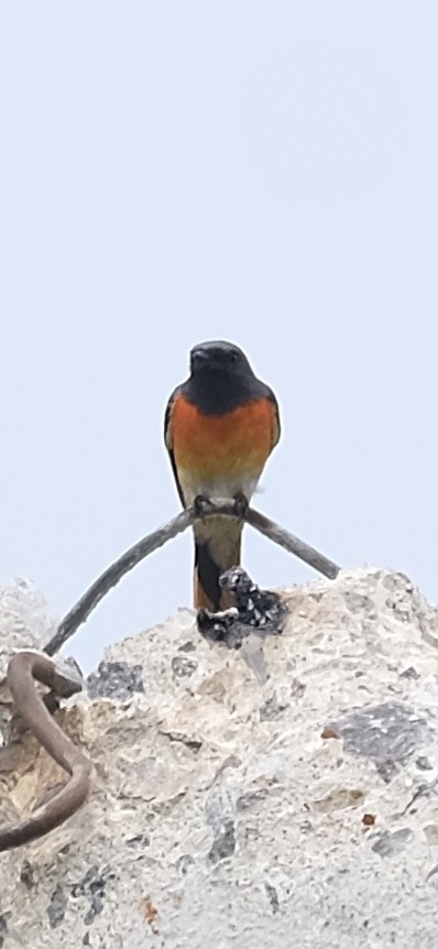 Small Minivet - ML646338216