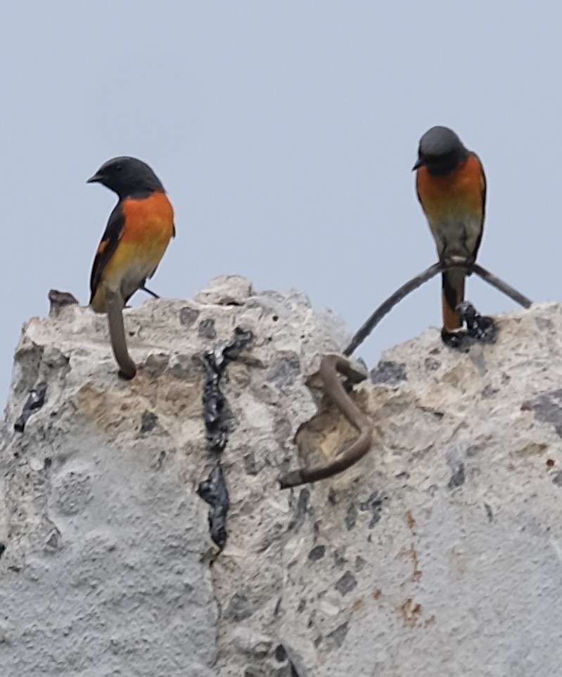 Small Minivet - ML646338217