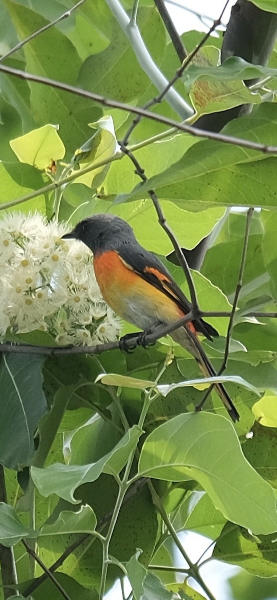Small Minivet - ML646338218