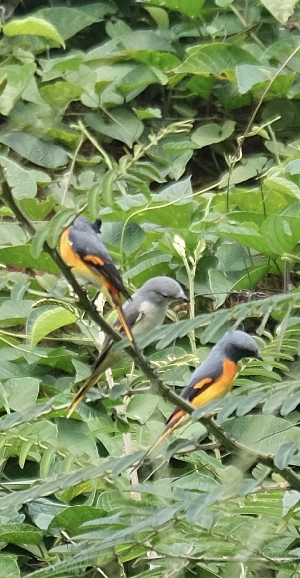 Small Minivet - ML646338219