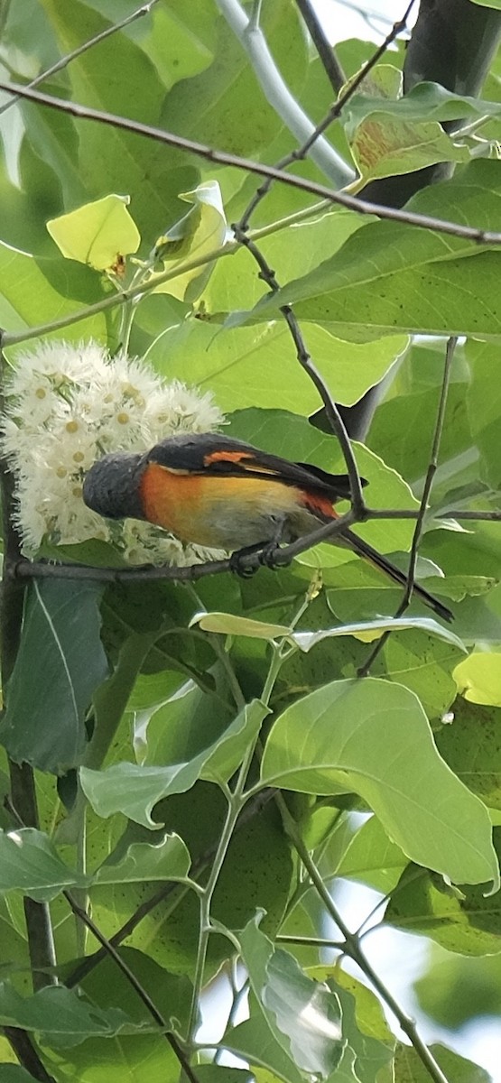 Small Minivet - ML646338220