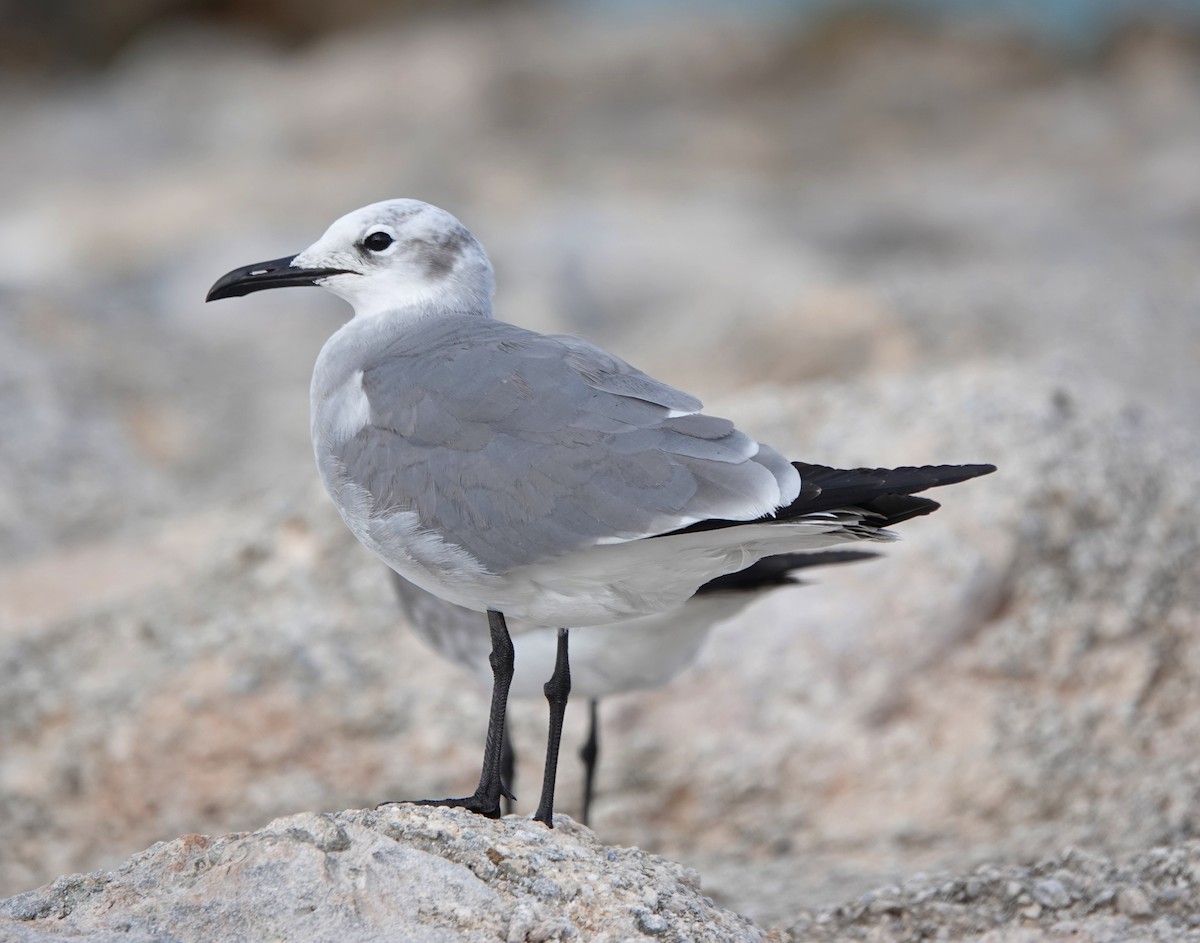 笑鷗 - ML646338221