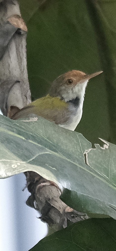 長尾縫葉鶯 - ML646338222