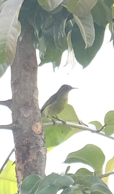 長尾縫葉鶯 - ML646338223