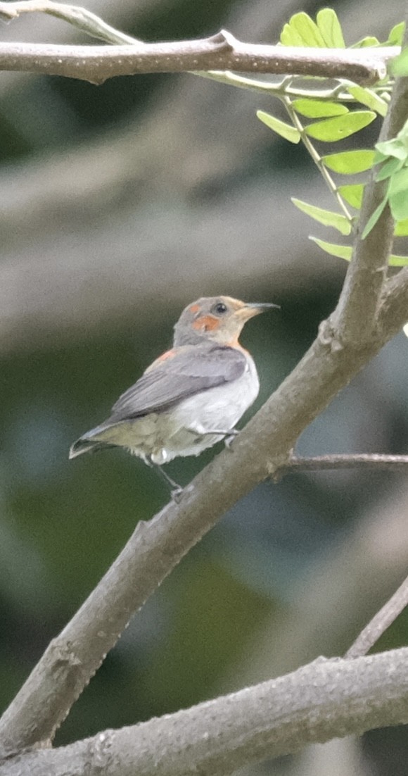 Scarlet-headed Flowerpecker - ML646338224