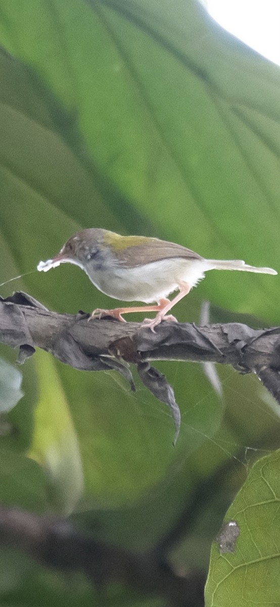 長尾縫葉鶯 - ML646338225