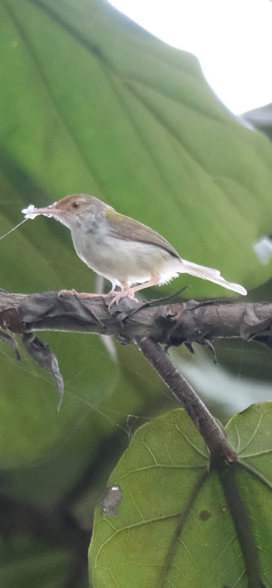 長尾縫葉鶯 - ML646338226