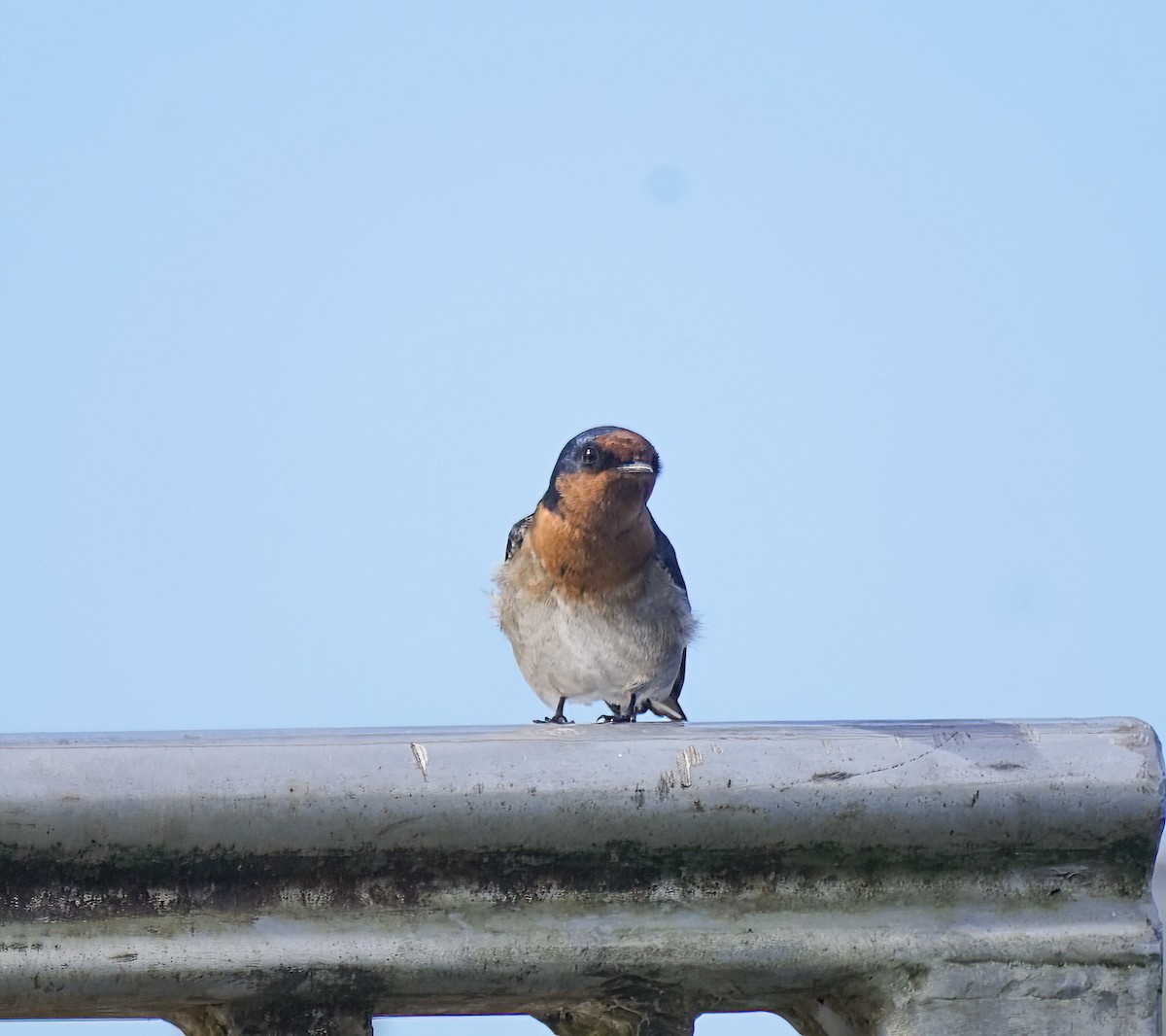 Welcome Swallow - ML646338227