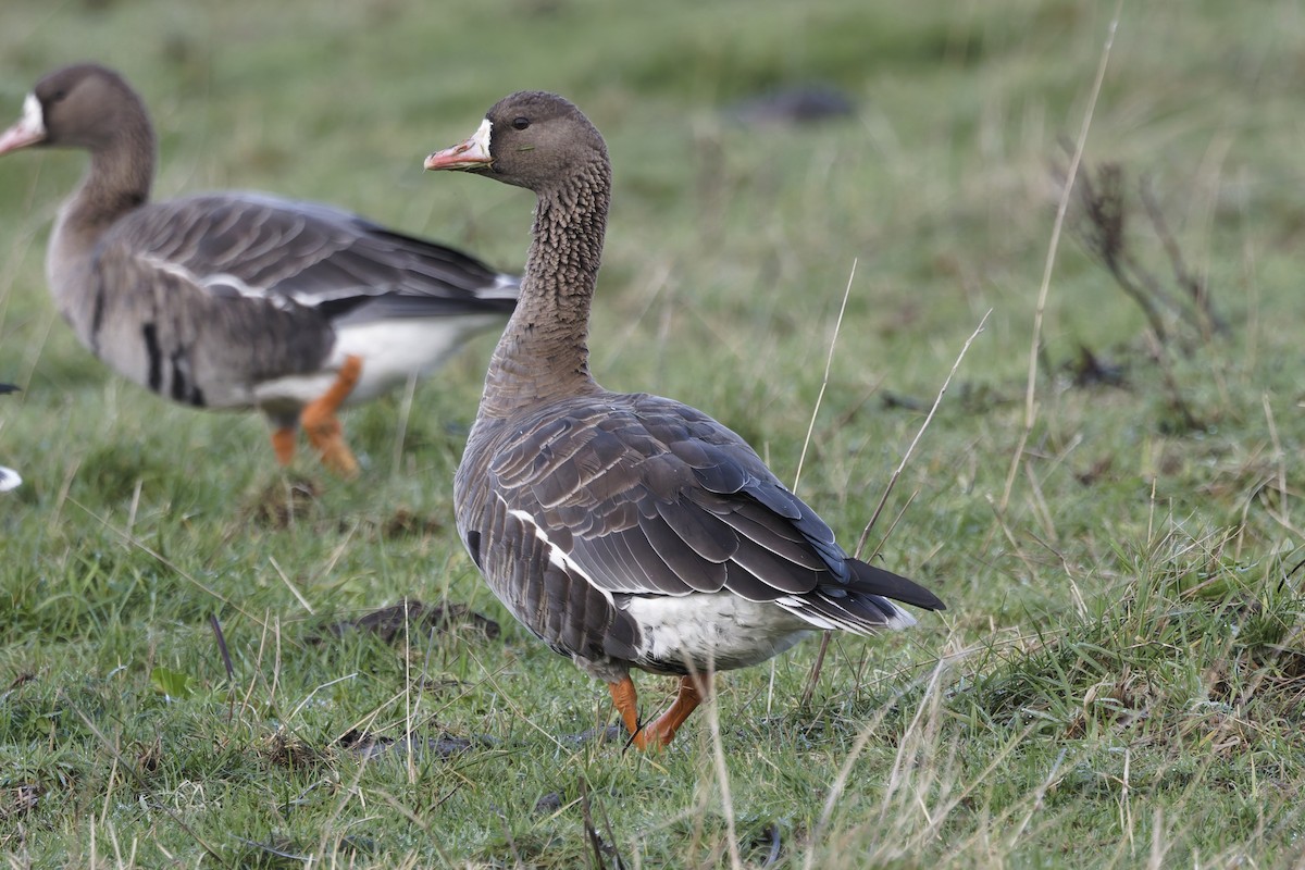 白額雁 - ML646338228