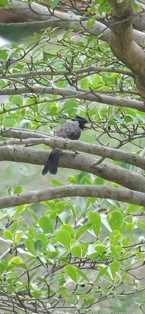 白喉紅臀鵯 - ML646338229