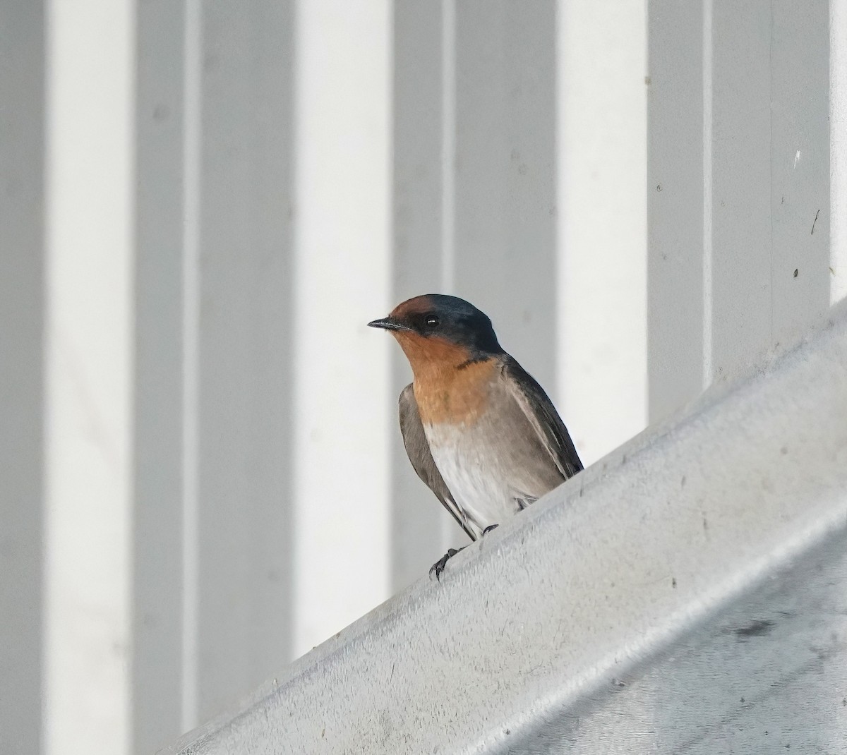 Welcome Swallow - ML646338232