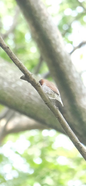 斑文鳥 - ML646338233