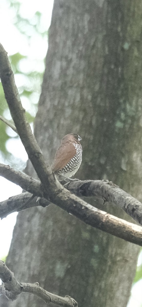 斑文鳥 - ML646338234