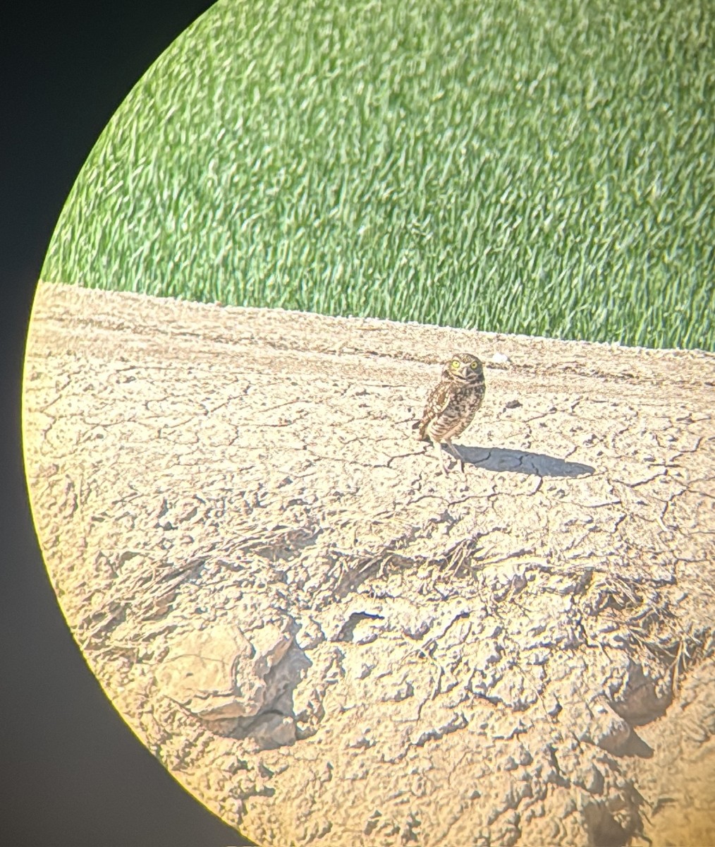 Burrowing Owl - ML646338236