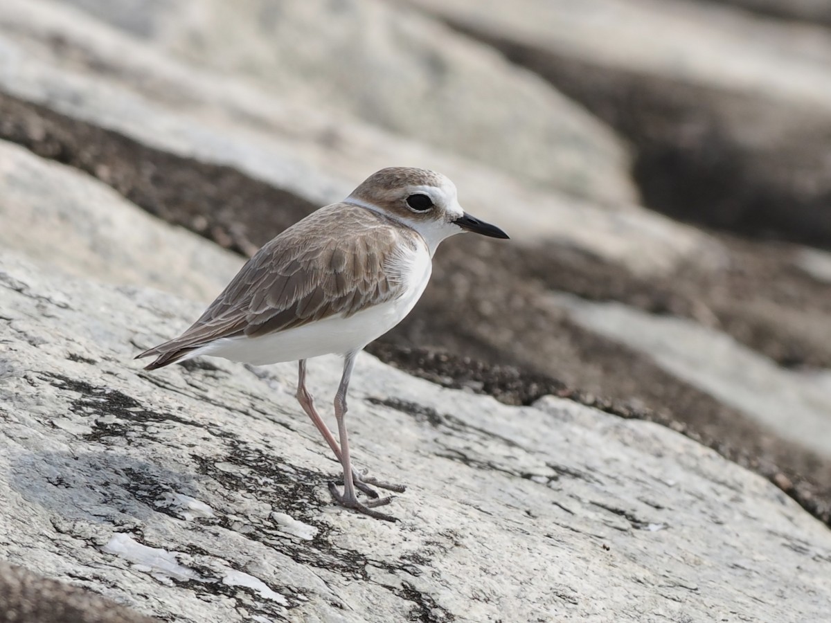 白臉鴴 - ML646338237