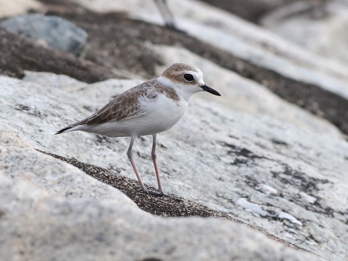 白臉鴴 - ML646338238