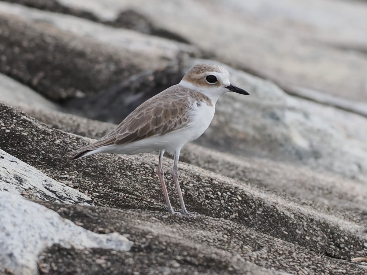 白臉鴴 - ML646338239