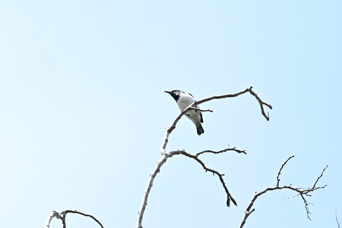 Amani Sunbird - ML646338240