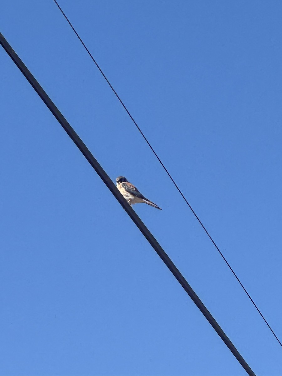 American Kestrel - ML646338241