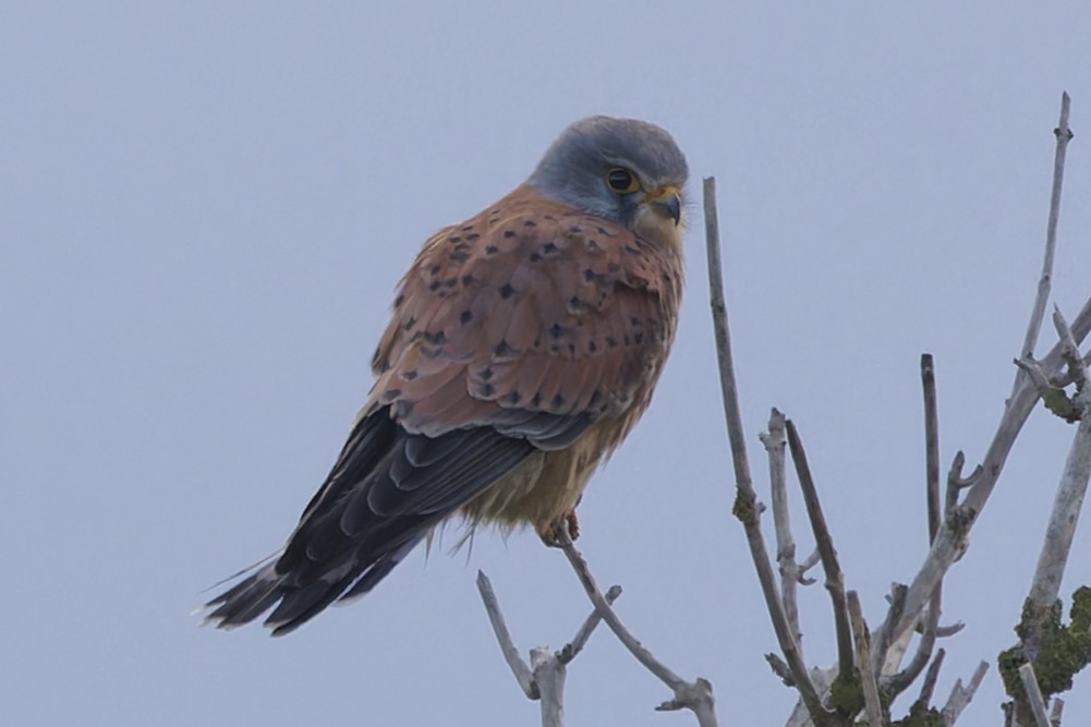 Eurasian Kestrel - ML646338242
