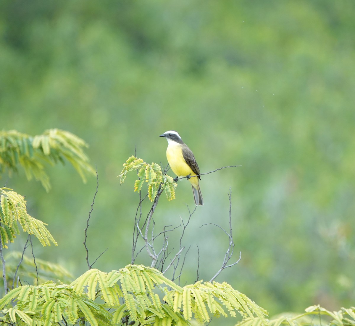 Social Flycatcher - ML646338243