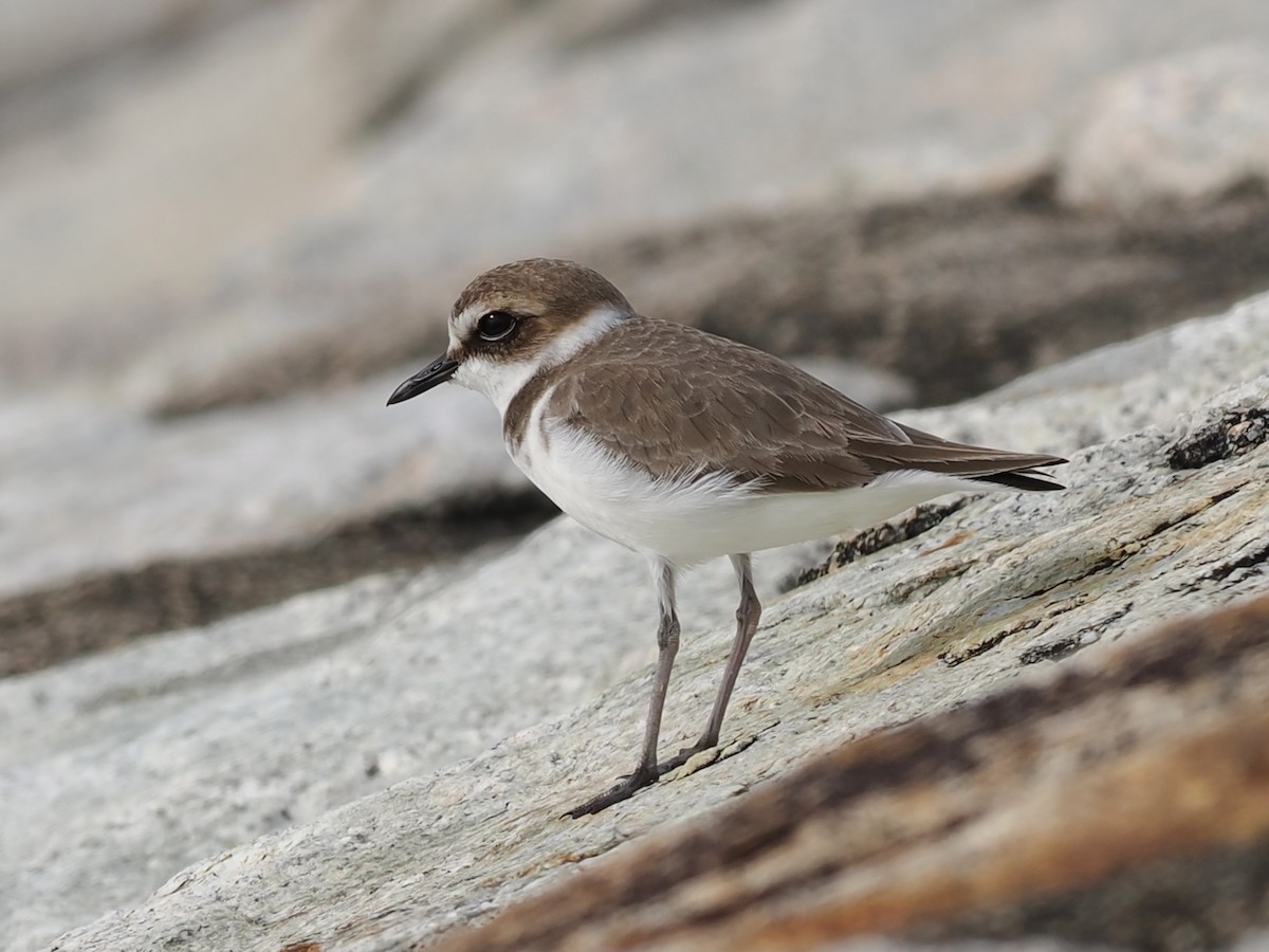 Kentish Plover - ML646338244