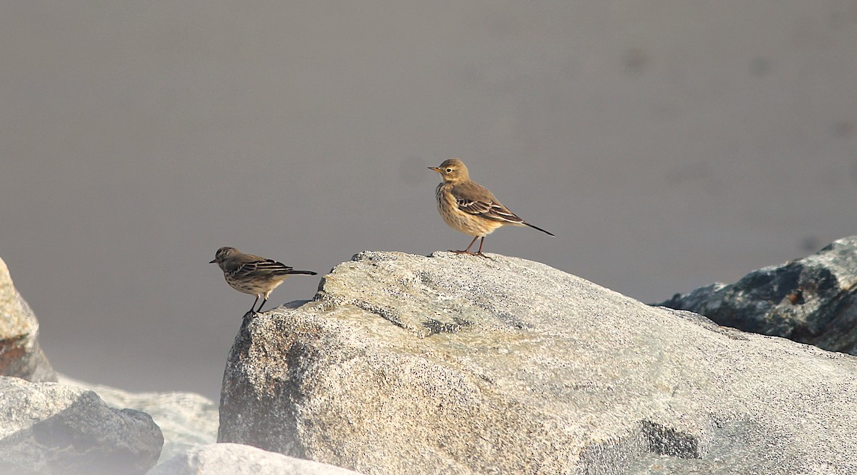 American Pipit - ML646338245