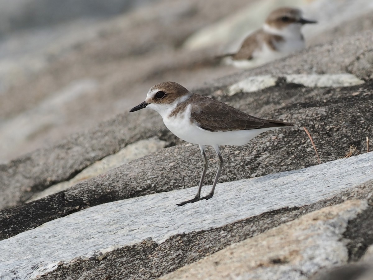 Kentish Plover - ML646338246
