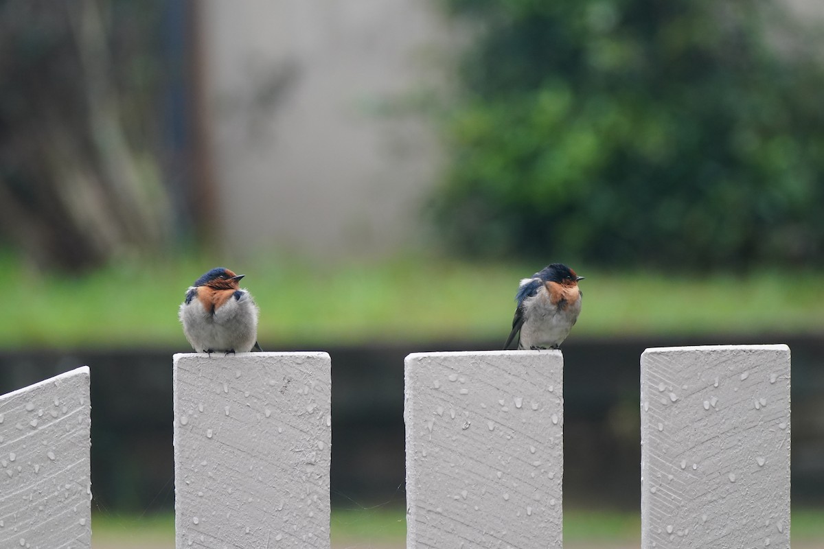 Welcome Swallow - ML646338248