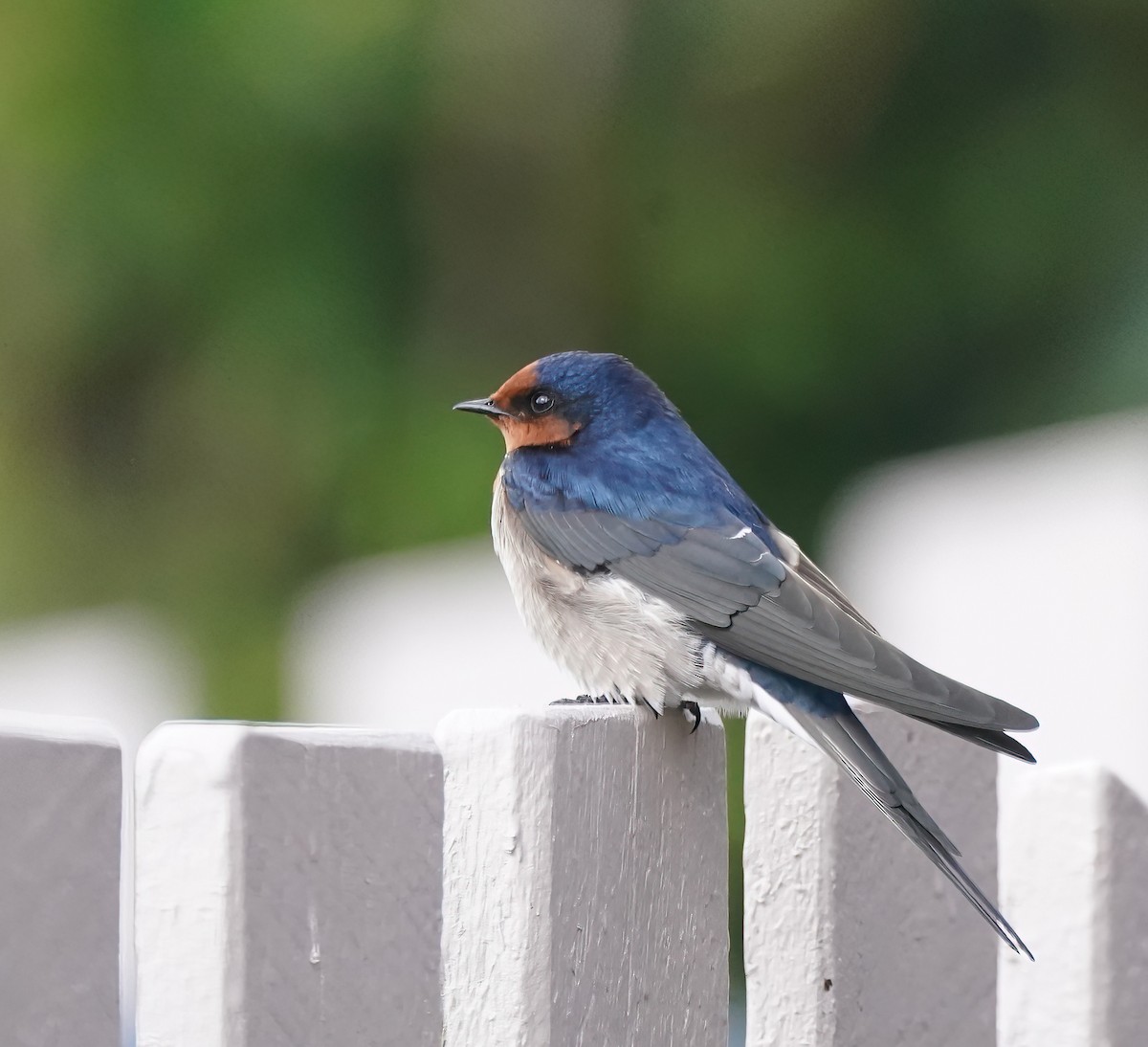 Welcome Swallow - ML646338249