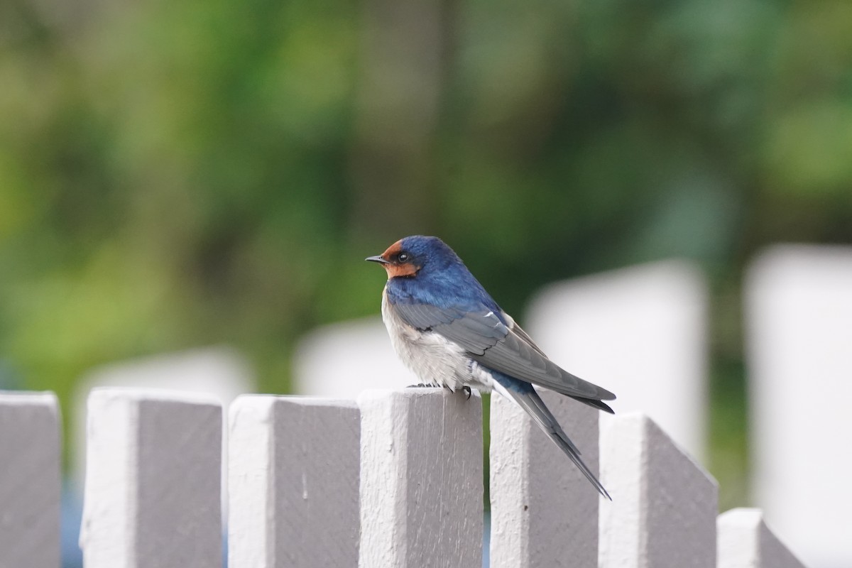 Welcome Swallow - ML646338250