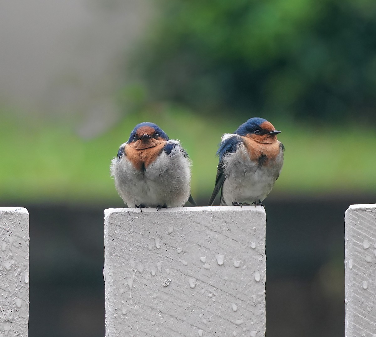 Welcome Swallow - ML646338251