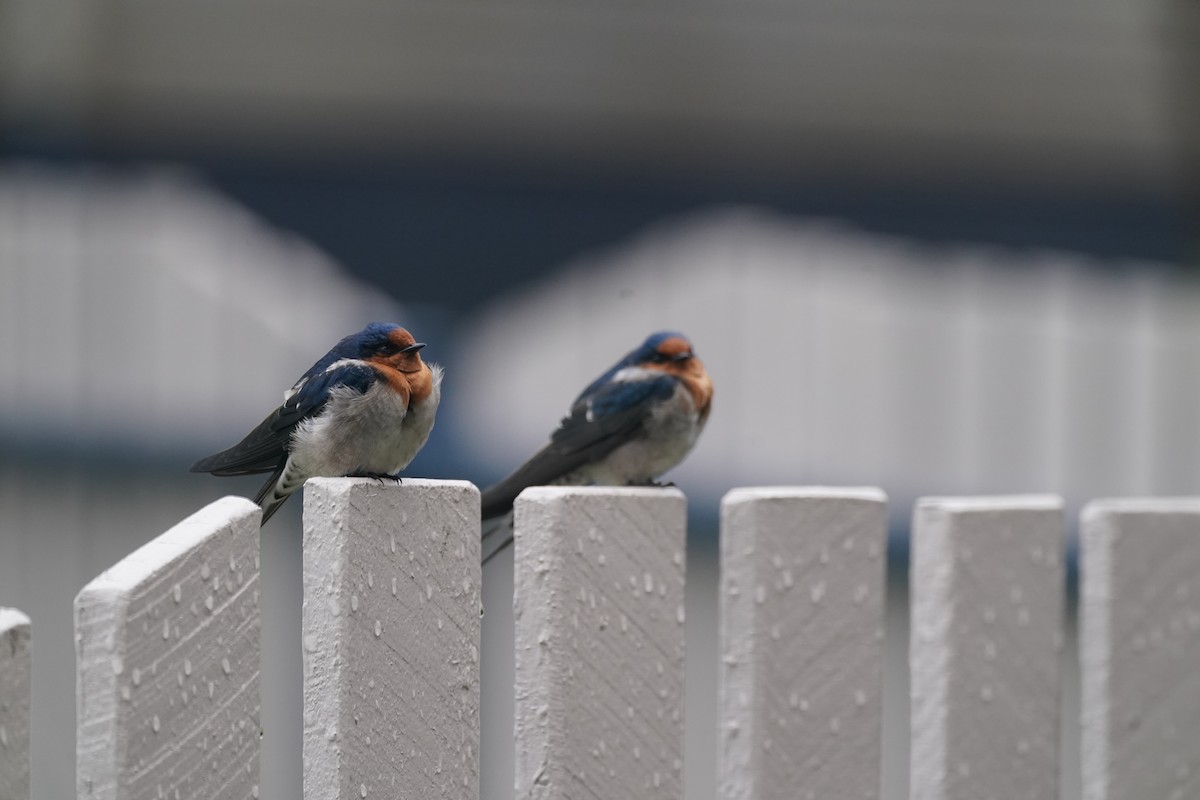 Welcome Swallow - ML646338252