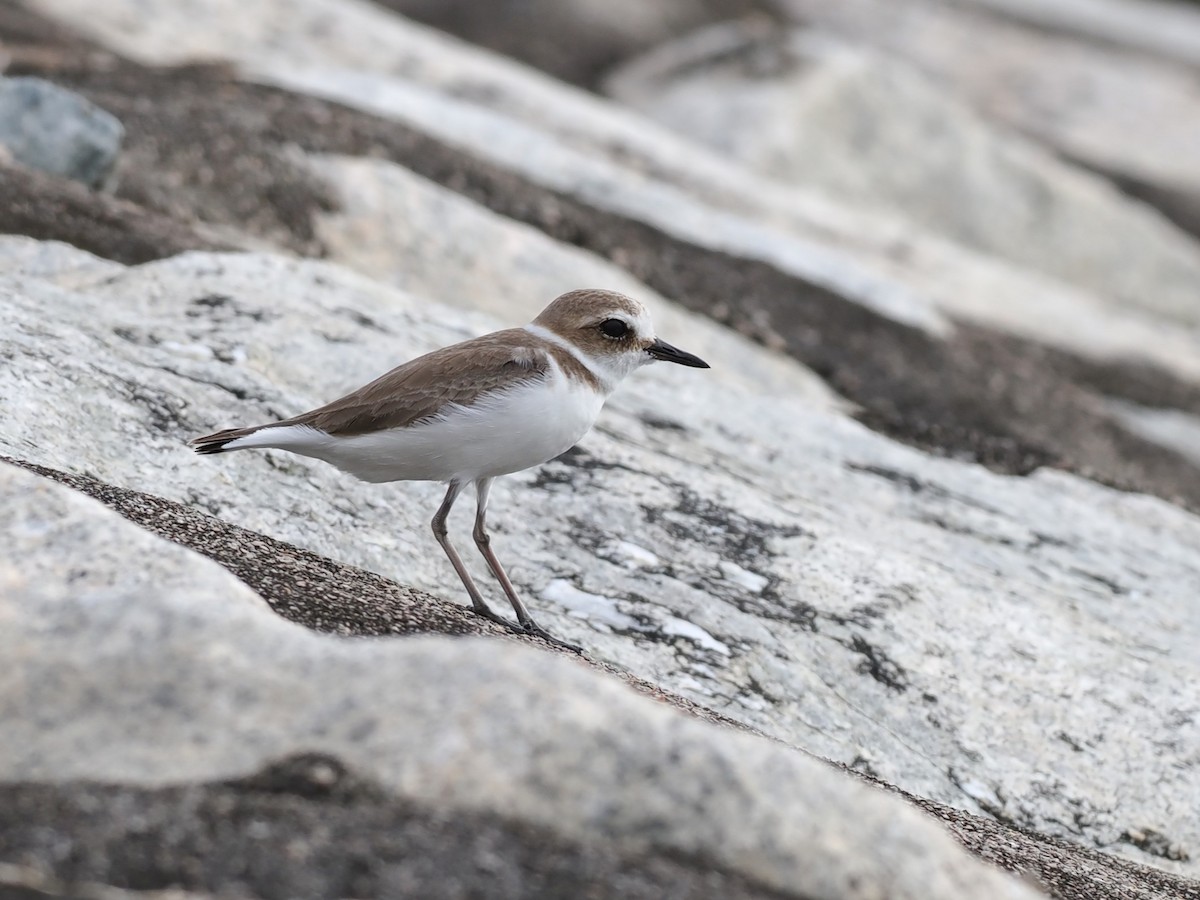 Kentish Plover - ML646338256